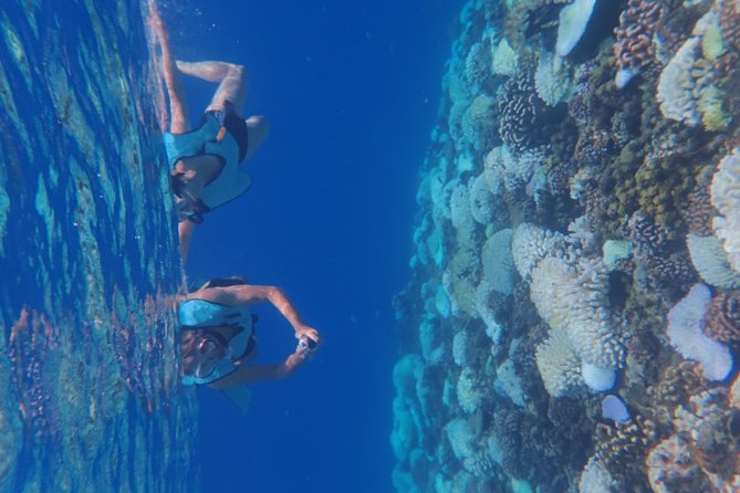 Small group snorkeling (5 people max): Turtles at 7:30am - Is $104.65 a good value?