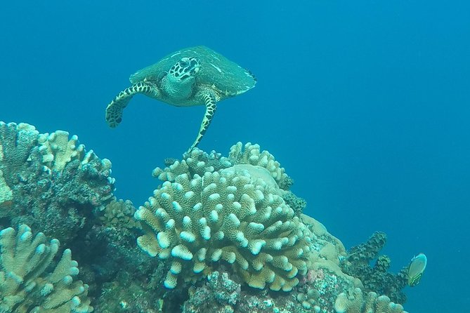 Small group snorkeling (5 people max): Turtles at 7:30am - Who should book this experience?