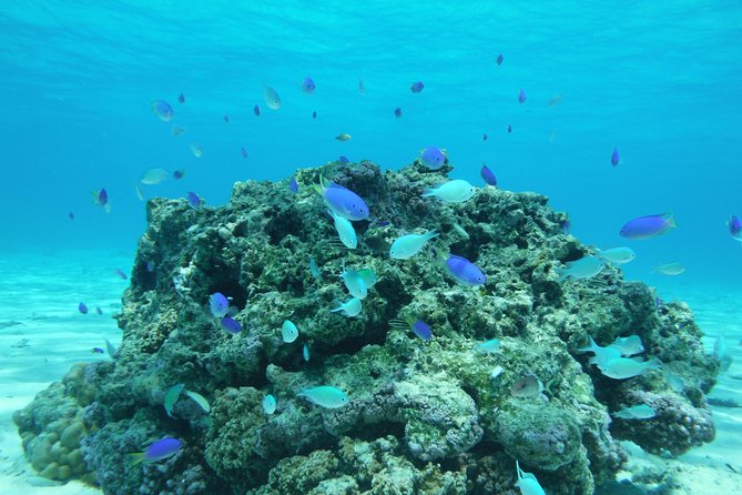 Small group snorkeling (5 people max): wrecks & tropical fishes at 1:00pm - About 70 minutes among fish and coral