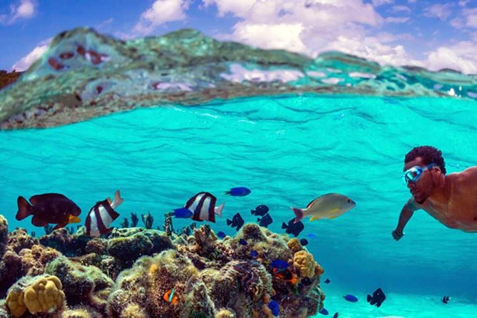 Small group snorkeling (5 people max): wrecks & tropical fishes at 10:30am - Captain Benoit’s guiding style
