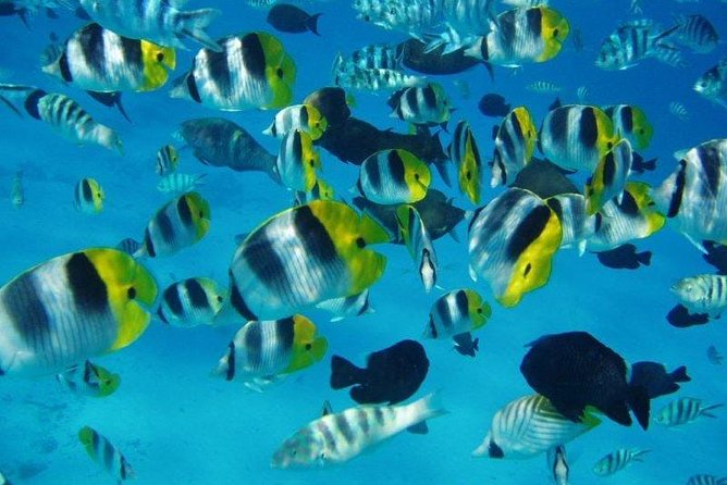 Small group snorkeling (5 people max): wrecks & tropical fishes at 3:30pm - The $99.67 price and what you receive