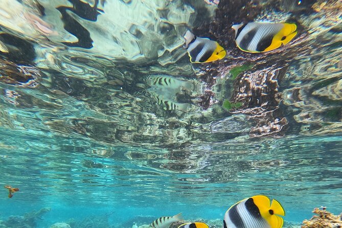 Snorkeling EN Small Group Tour in Tahiti - Coral, tropical fish, and Tahiti’s wrecks near Papeete
