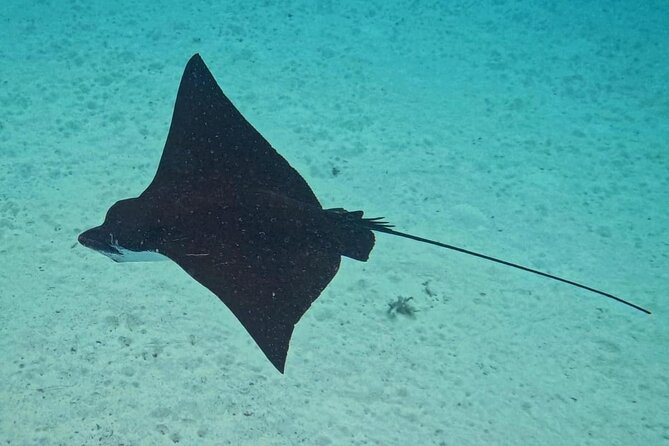 Snorkeling EN Small Group Tour in Tahiti - Equipment, snacks, and the practical value of $168.83