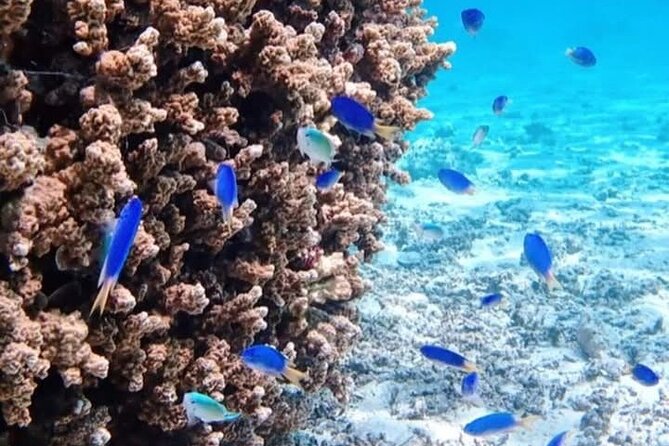 Snorkeling EN Small Group Tour in Tahiti - Who will get the most from this Tahiti snorkel trip?