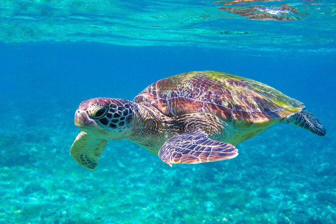 Snorkeling EN Underwater Scooter in Tahiti - Learning the underwater scooter