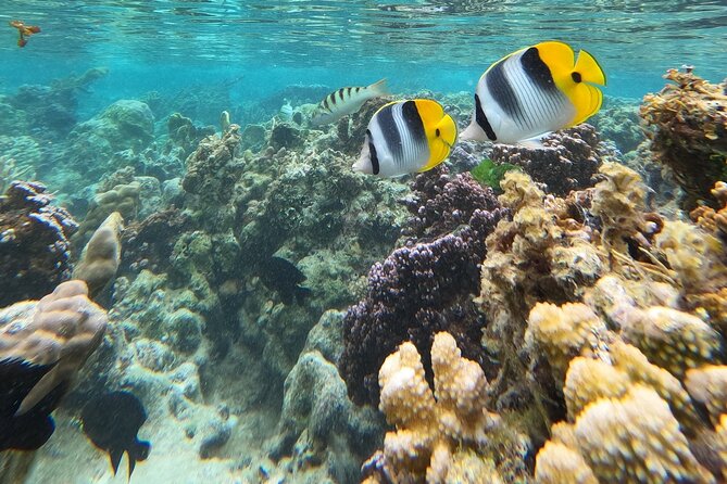 Snorkeling EN Underwater Scooter in Tahiti - Turtles, rays, sharks, and possible dolphins