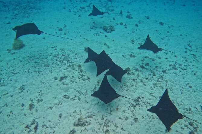 Snorkeling EN Underwater Scooter in Tahiti - The plane and two sunken boats