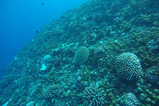 Snorkeling EN Underwater Scooter in Tahiti - What the $168.83 price buys you