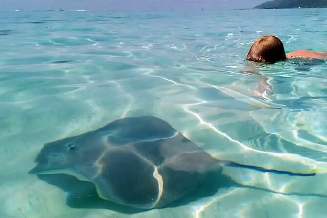 Snorkeling excursion and encounter with marine fauna in Moorea - Snorkeling stop three: turtles and open water