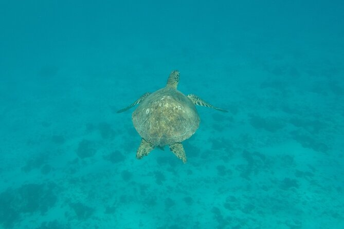 Snorkeling excursion and encounter with marine fauna in Moorea - What the guides add to the day
