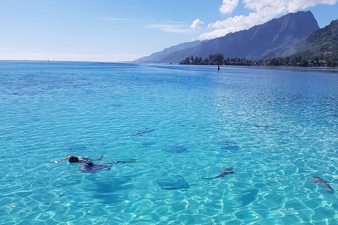Snorkeling excursion, discovery of the lagoon, small group. - Rays and Blacktip Sharks at the Sandbank