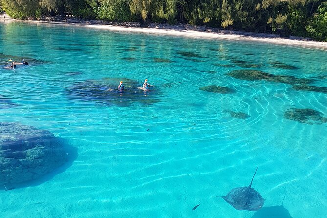 Snorkeling excursion, discovery of the lagoon, small group. - Reef Stops Show Moorea’s Color and Variety