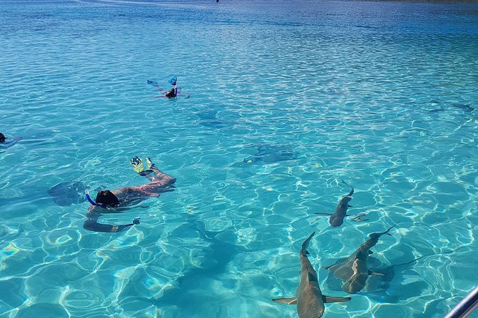 Snorkeling excursion, discovery of the lagoon, small group. - The Turtle Tow Is a Fine Way to Start