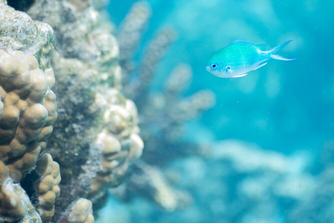 Snorkeling immersion in the wonders of Tahiti - Why this short Tahiti snorkeling trip works