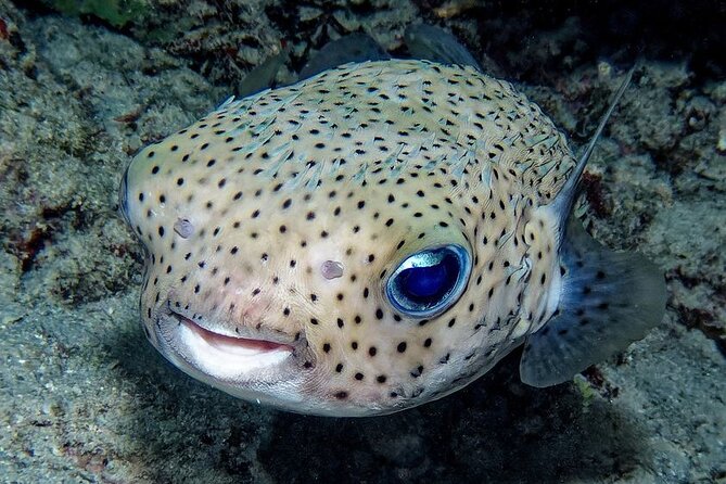 Snorkeling immersion in the wonders of Tahiti - Who should book this activity?