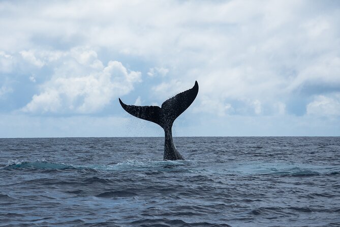 Snorkeling Lagoon Cruise and Whale Watching in Moorea - Why this Moorea cruise offers more than a standard snorkeling trip