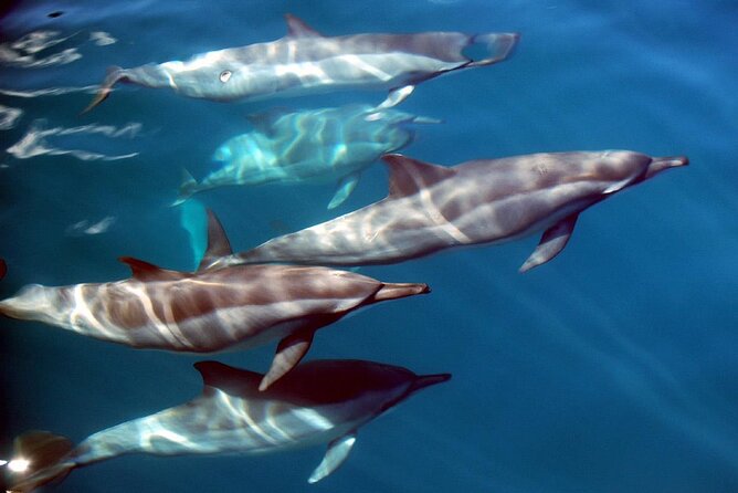 Snorkeling Lagoon Cruise and Whale Watching in Moorea - Snorkeling with stingrays and blacktip sharks