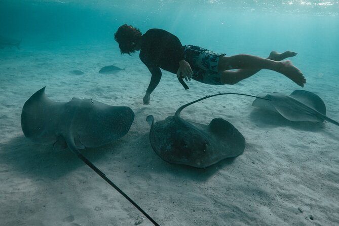 Snorkeling Lagoon Cruise and Whale Watching in Moorea - What the $180.58 price really covers