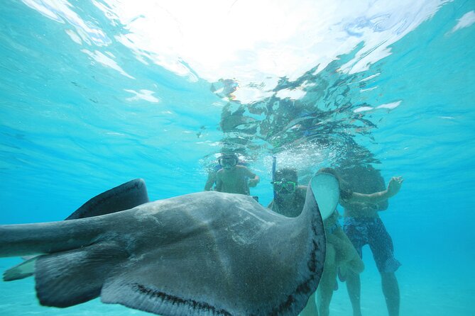 Snorkeling Lagoon Cruise and Whale Watching in Moorea - Who will enjoy this outing most