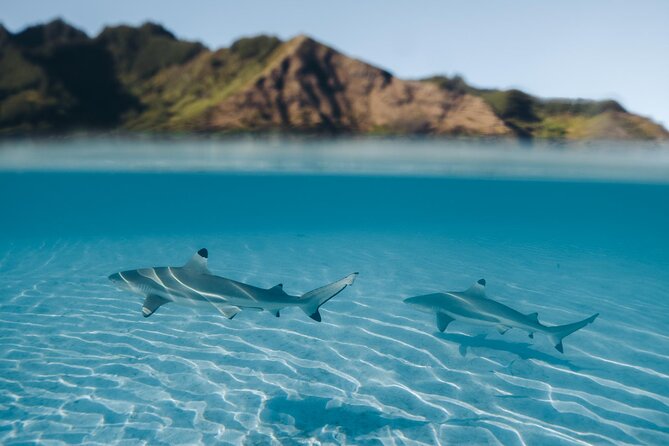 Snorkeling Lagoon Cruise and Whale Watching in Moorea - Starting in Opunohu Bay and heading through Moorea’s lagoon