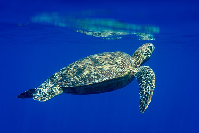 Snorkeling picnic in 4h30 with lunch in Tahiti - Key Details Before You Book