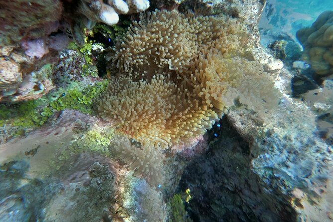 Snorkeling picnic in 4h30 with lunch in Tahiti - Coral Gardens, Springs, and Possible Turtles