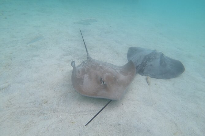 Snorkeling picnic in 4h30 with lunch in Tahiti - Polynesian Lunch With Local Drinks