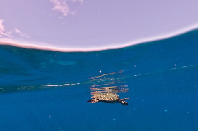 Snorkeling picnic in 4h30 with lunch in Tahiti - Is $218.64 a Fair Price?