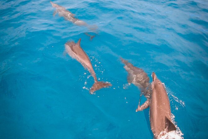 Snorkeling picnic in 4h30 with lunch in Tahiti - Dolphins Along Tahiti’s Open Water