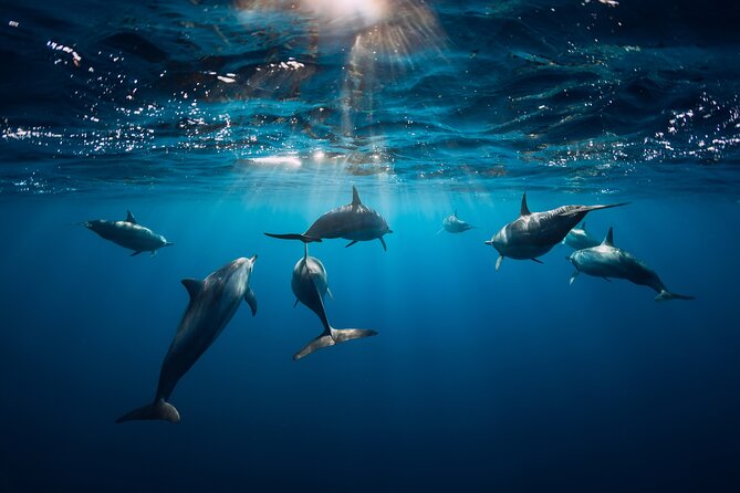 Snorkeling Safari Moorea (Half Day Tour) - Stingrays and Blacktip Reef Sharks at the Sandbar