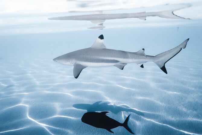 Snorkeling Safari Moorea (Half Day Tour) - How the Small Group Affects the Day
