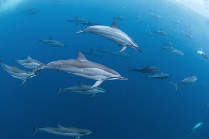 Snorkeling Safari Moorea (Half Day Tour) - What to Bring and What to Expect