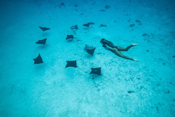 Snorkeling Tour in Moorea Aquatic Adventure Half Day - Coral, fish, rays, and reef sharks