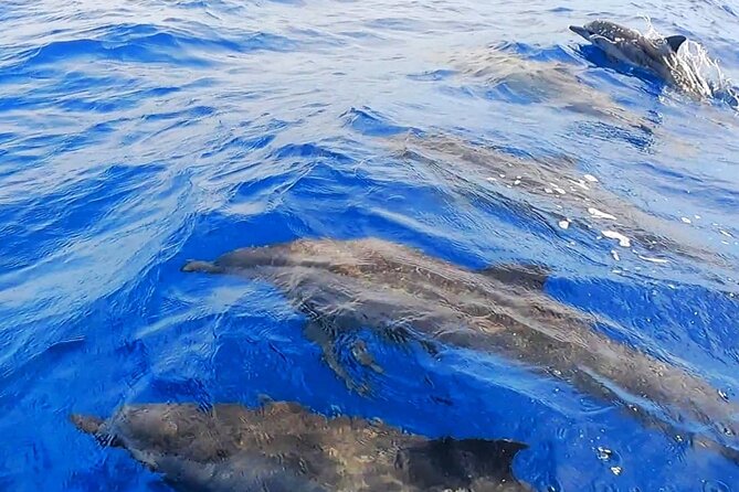 Snorkeling Tour in Moorea Aquatic Adventure Half Day - What the four-hour schedule means for you