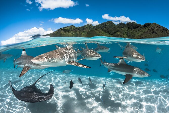 Snorkeling Tour in Moorea Aquatic Adventure Half Day - The value of $182.20 per person