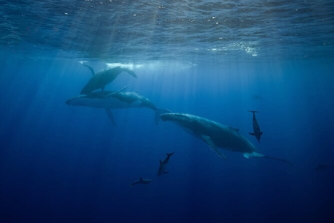 Swim in Moorea with Humpback Whales and More - Beyond Humpbacks: Dolphins and Open-Ocean Sharks