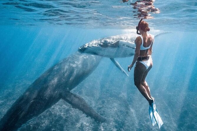 Swim in Moorea with Humpback Whales and More - What the Small Group Means for You