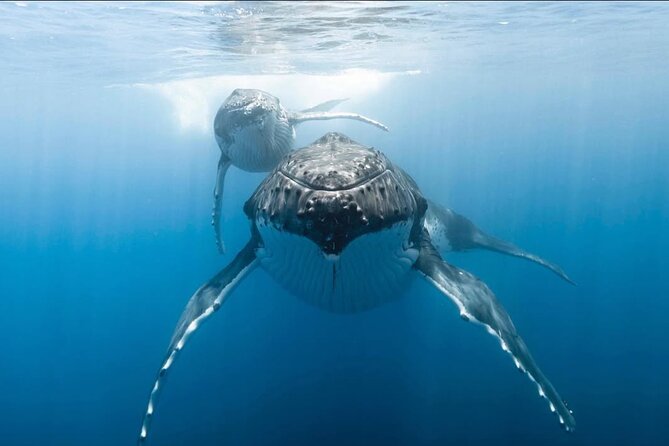 Swim in Moorea with Humpback Whales and More - Equipment, Food, and What to Pack