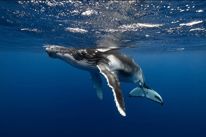 Swim in Moorea with Humpback Whales and More - The Guides: Robert and Mareva