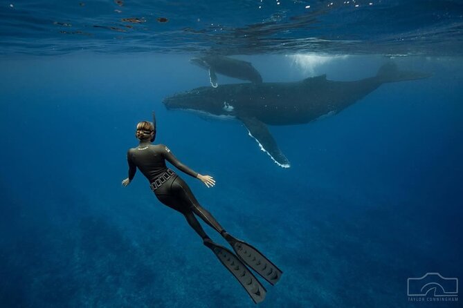 Swim in Moorea with Humpback Whales and More - Is $412.98 a Fair Price?