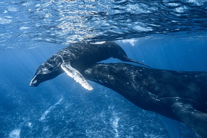 Swim in Moorea with Humpback Whales and More - How the Whale Encounters Work
