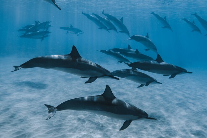 Swim with humpback whales - The guides and the feel of the trip