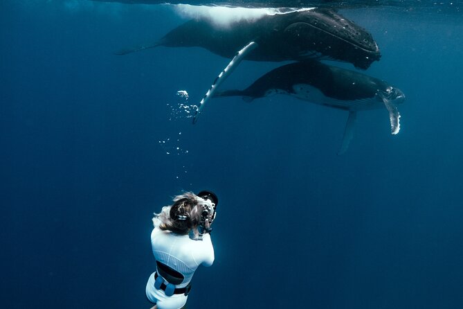 Swim with humpback whales - The boat ride and the search for whales