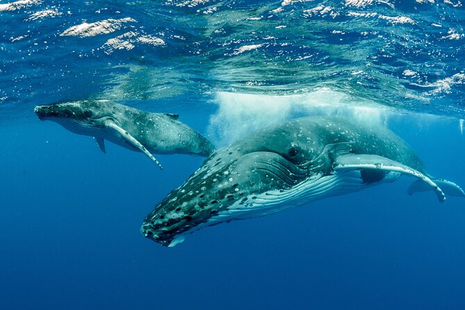 Swimming with Whales in Moorea (Half Day tour) - Setting Out From Moorea Expedition