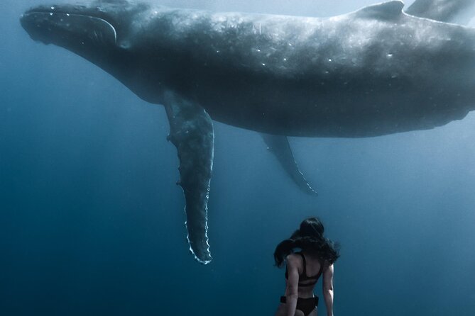 Swimming with Whales in Moorea (Half Day tour) - Watching Dolphins, Rays, Sharks, and Turtles
