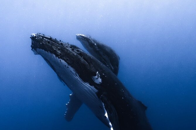 Swimming with Whales in Moorea (Half Day tour) - Is $305.30 a Fair Price?