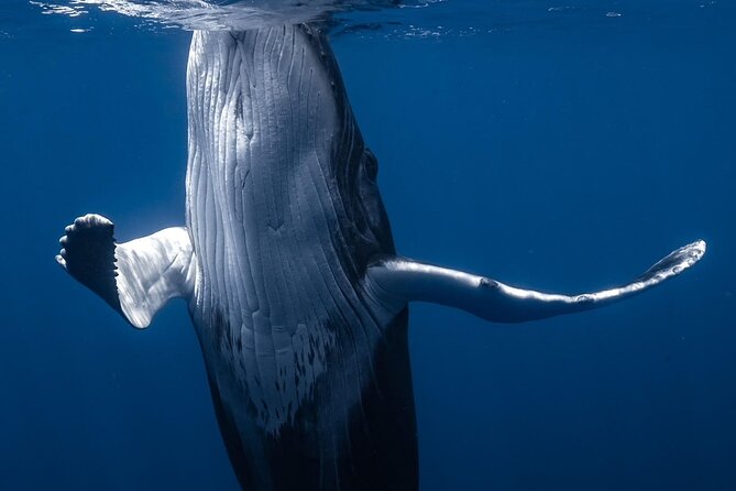 Swimming with Whales in Moorea (Half Day tour) - Who Will Enjoy This Moorea Expedition?