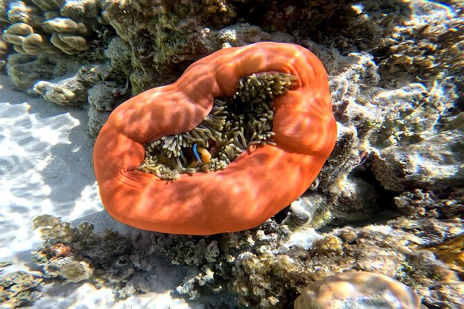 Tahaa Excursion in Electric Paddle Snorkeling Coral Garden - What is included, and why it matters