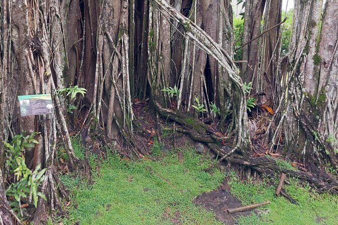 Tahiti Fautaua Valley and Big Waterfall Private Hiking Tour - Key points before you book