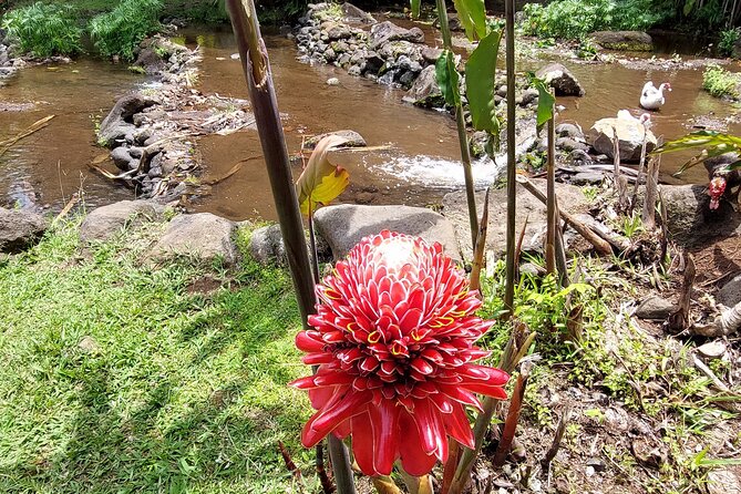 Tahiti Full Day Private Coastal Tour - Lunch in Papeari and the road to Taravao